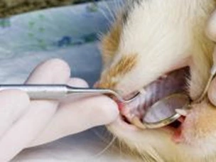 Gatos Crescimento Bacteriano