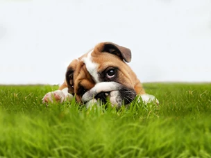 Otite Canina